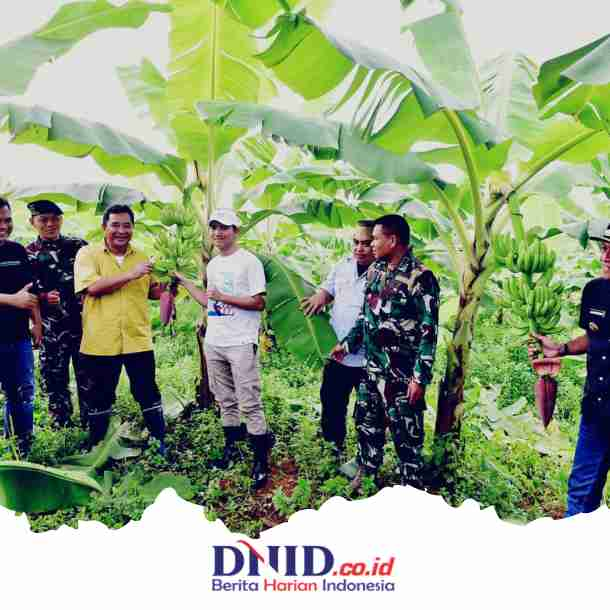 Pisang Cavendish Yang Ditanam Warga Di Dua Kabupaten Telah Berbuah