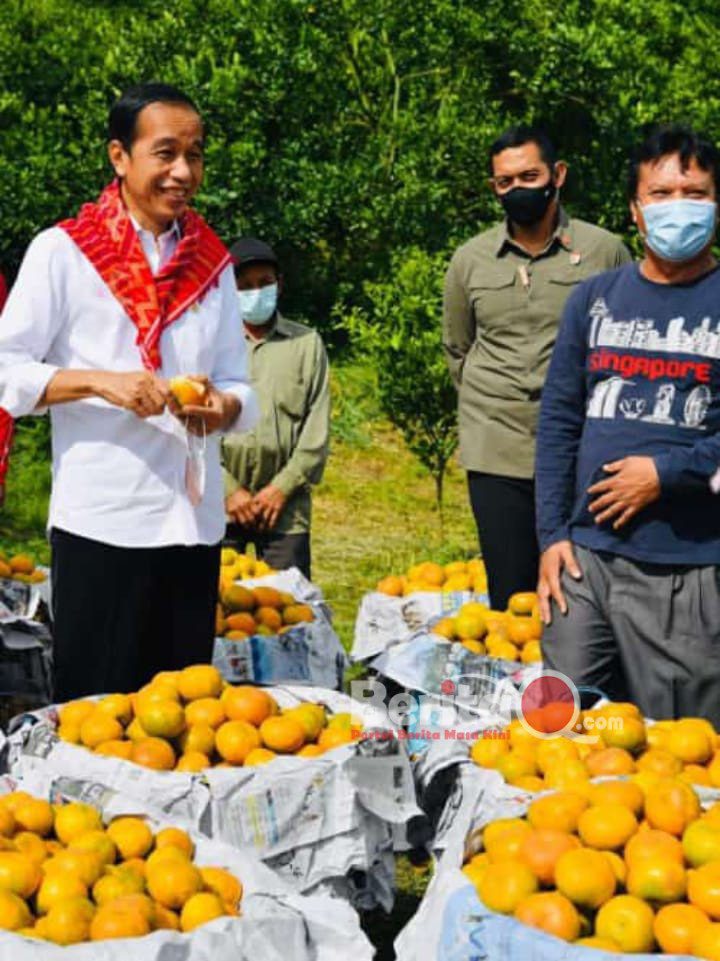 Ket foto: presiden RI Joko Widodo berinteraksi dengan petani jeruk di liang melas datas.(ist)