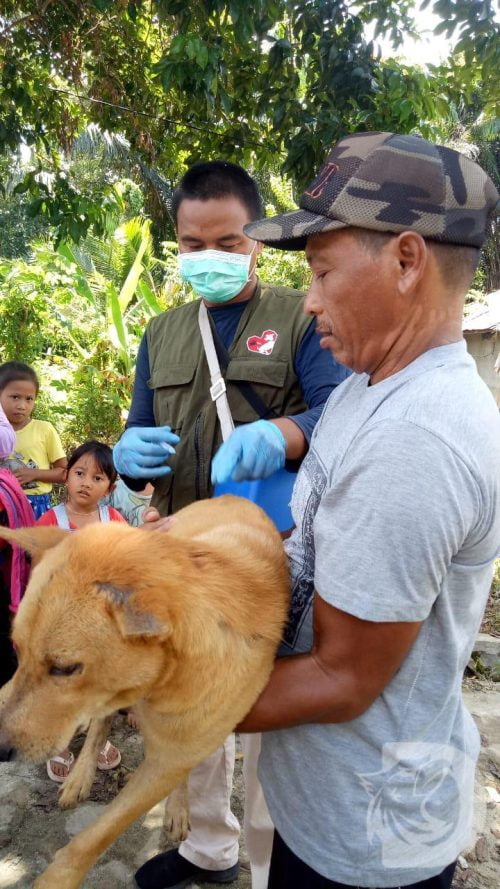 Dinas Ketahanan Pangan dan Pertanian (Kepangtan) Kabupaten Melawi melakukan vaksinasi hewan peliharaan pada anjing..poto: Ist