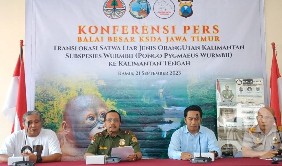 BBKSDA Bersama Subdit Tipidter Ditreskrimsus Polda Jatim kembalikan Orangutan Kalimantan ke habitatnya / A7