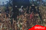 Kolaborasi TNI AD dan Masyarakat ,Tingkatkan Produksi Pangan Melalui Tanam Panen Jagung