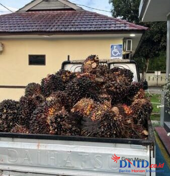 Polisi Tangkap Satu Pelaku Pencurian Sawit 1 IMG 20250516 WA0045